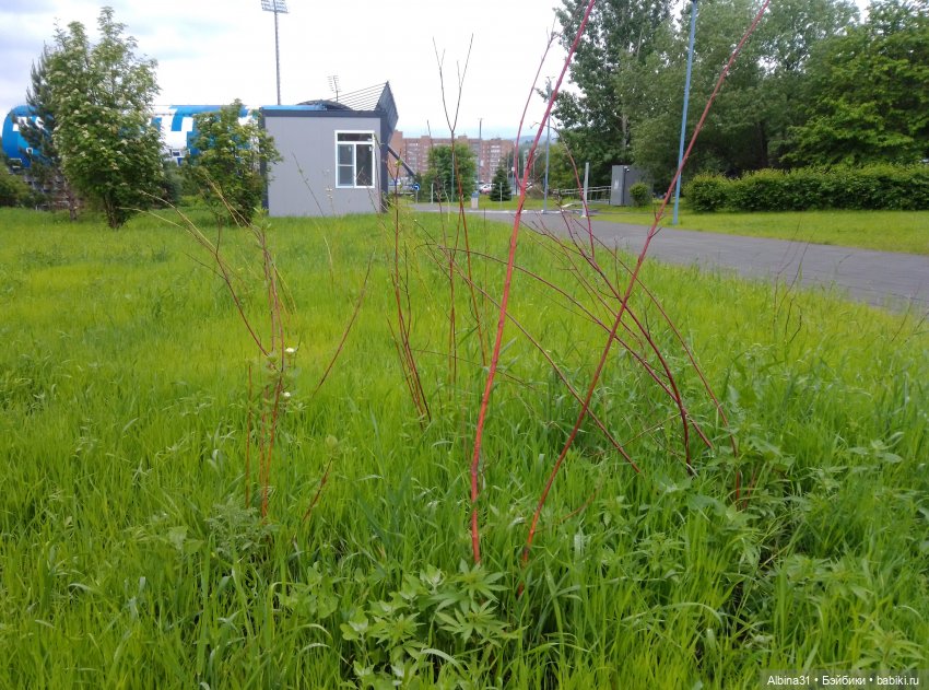 Ура! Открылся парк — Игровые куклы разных производителей (Разное): редкие бренды