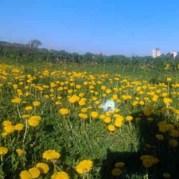 Питер май 2024 год (7)