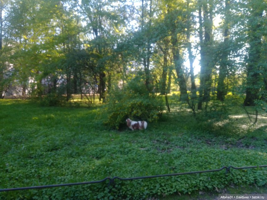 Питер. Сад 9 января. Триумфальная арка