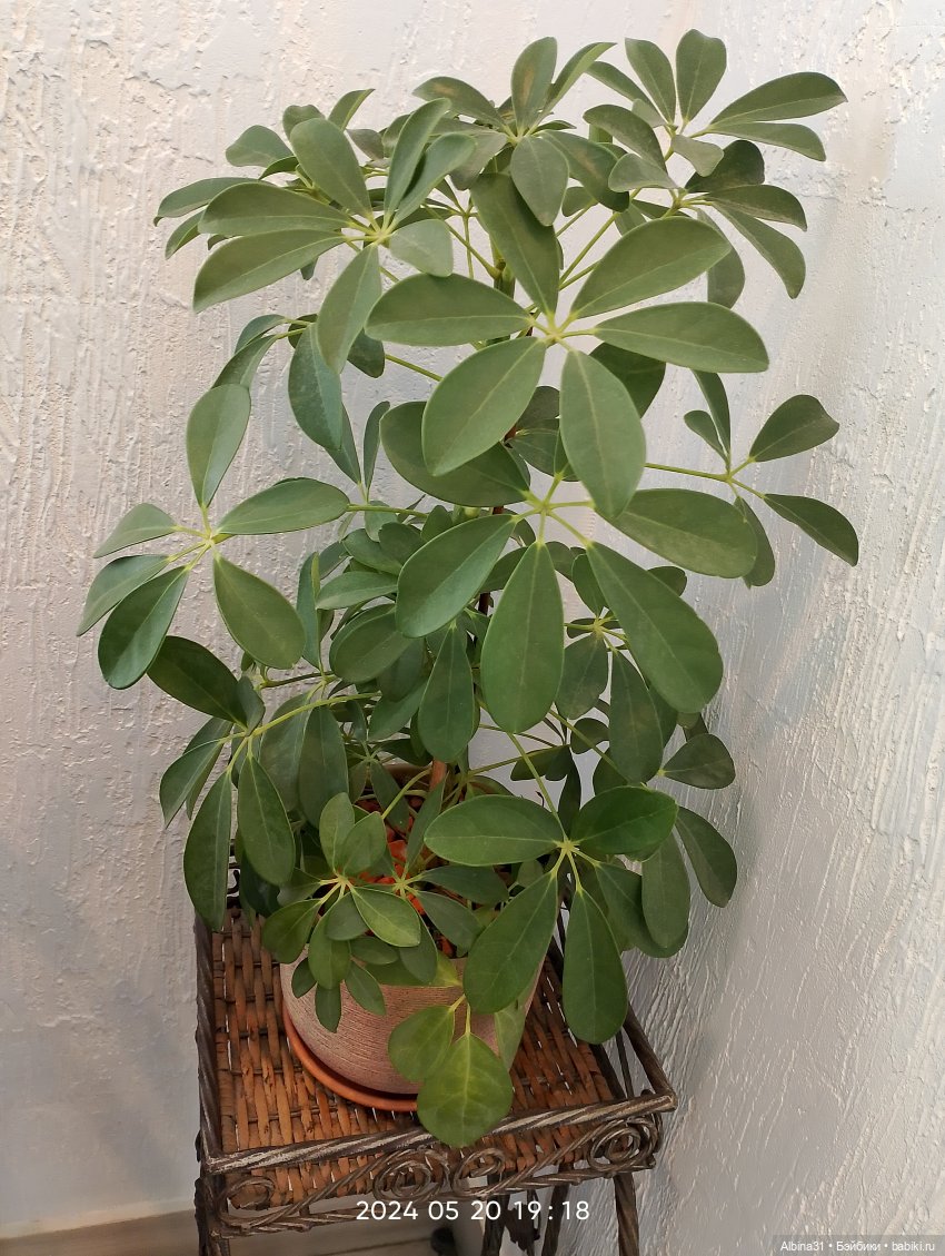 Петергоф окончание — Разные шарнирные куклы (не БЖД): редкие