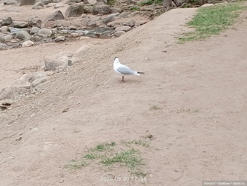 Петергоф окончание — Разные шарнирные куклы (не БЖД): редкие