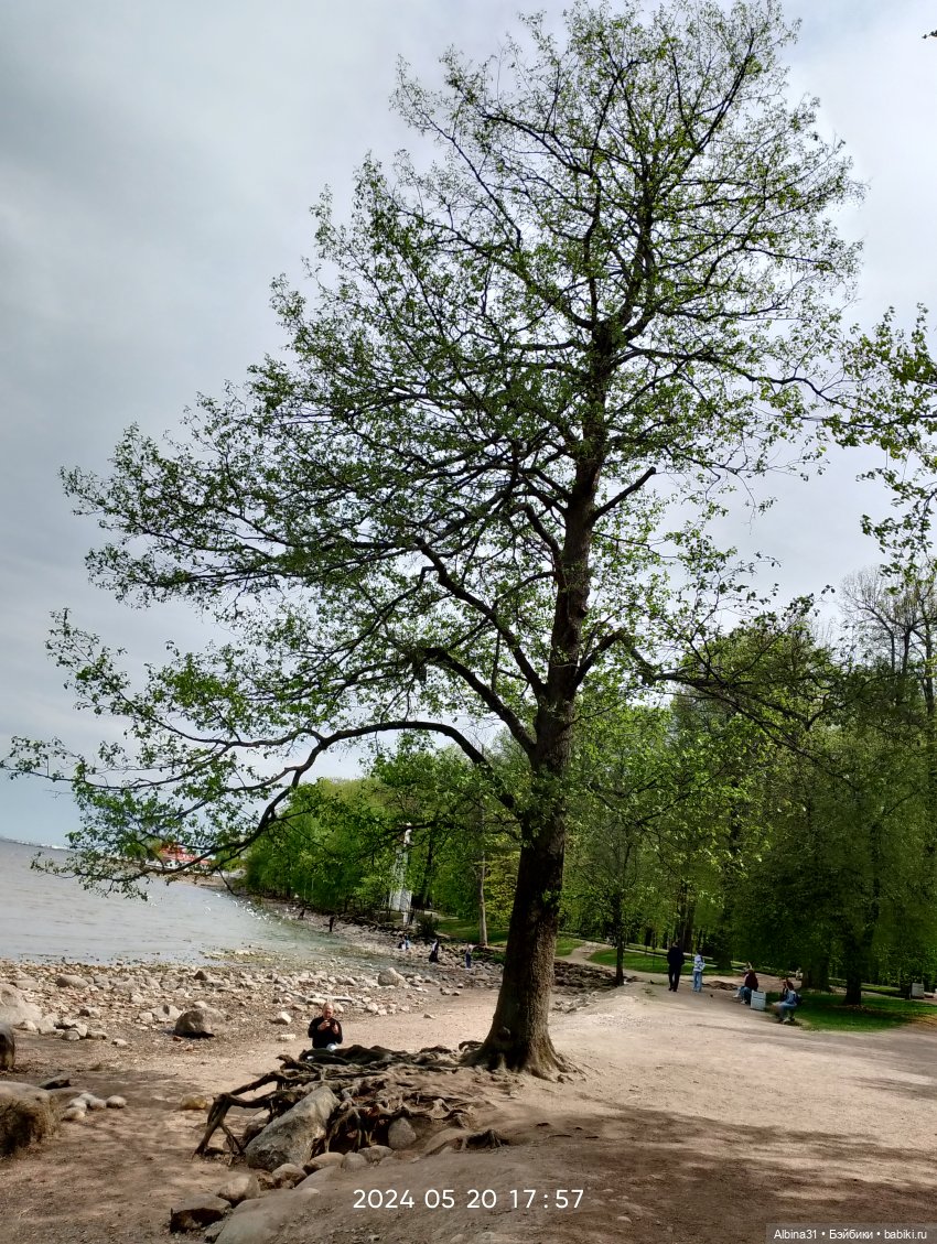 Петергоф окончание — Разные шарнирные куклы (не БЖД): редкие