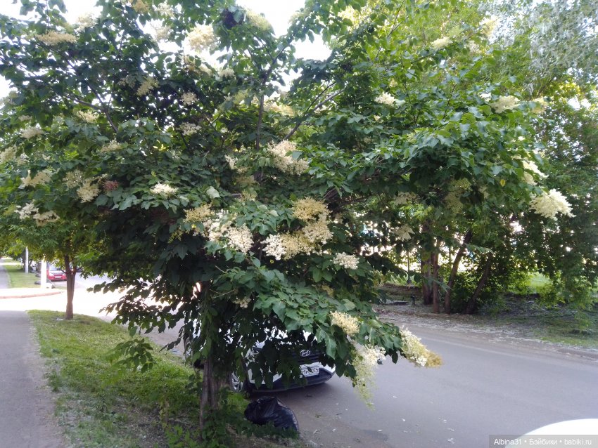 Городские зарисовки или... Немного сибирского лета