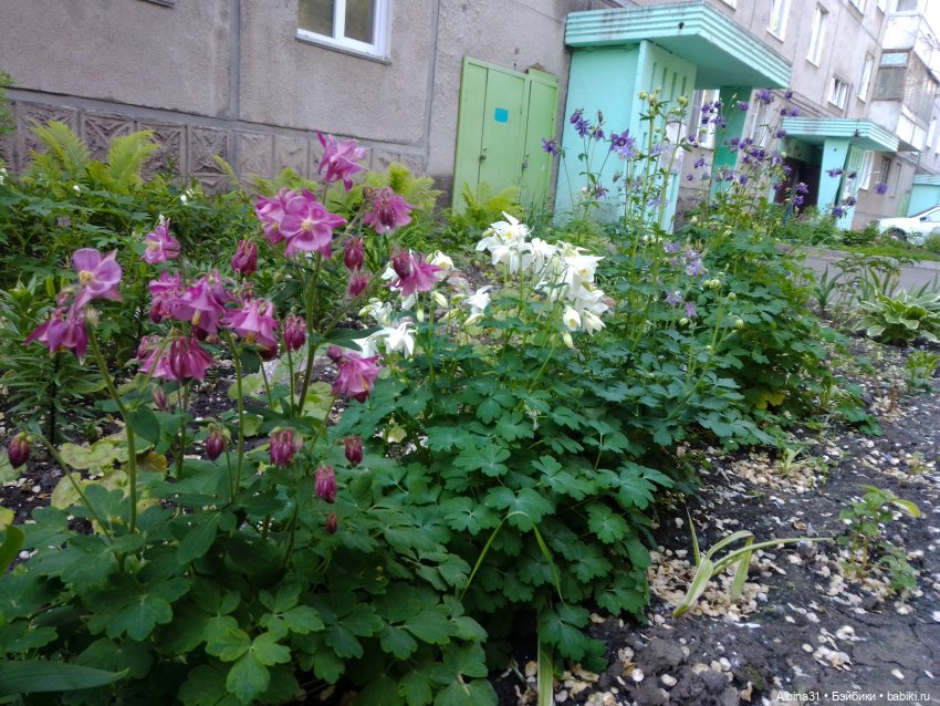 Городские зарисовки или... Немного сибирского лета