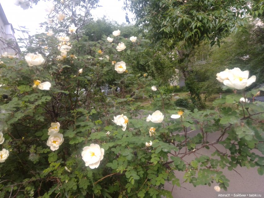 Городские зарисовки или... Немного сибирского лета