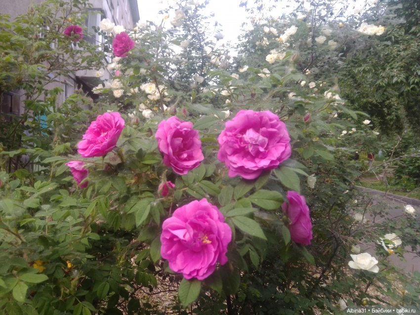 Городские зарисовки или... Немного сибирского лета