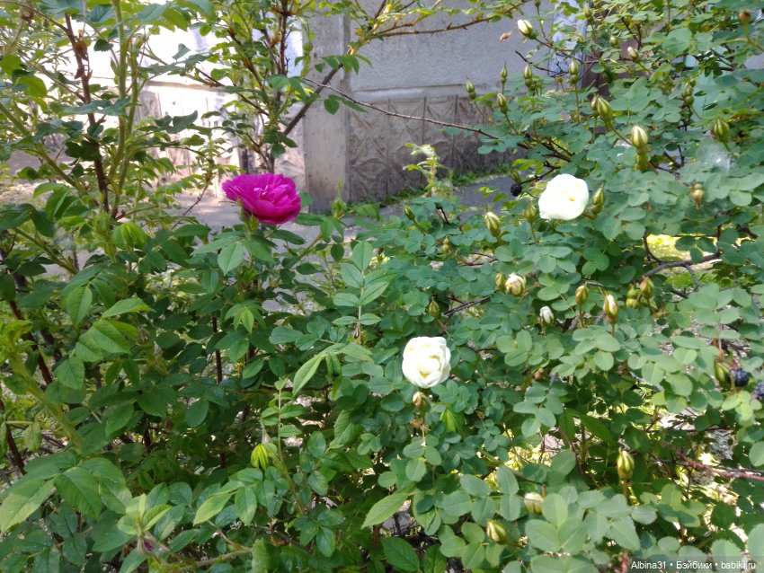 Городские зарисовки или... Немного сибирского лета