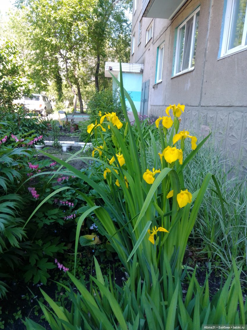 Городские зарисовки или... Немного сибирского лета