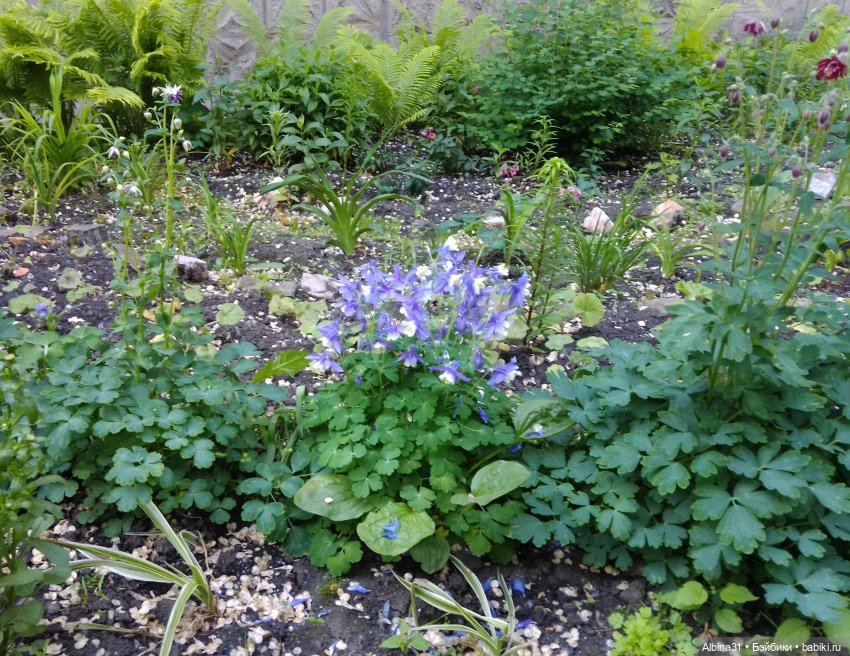 Городские зарисовки или... Немного сибирского лета