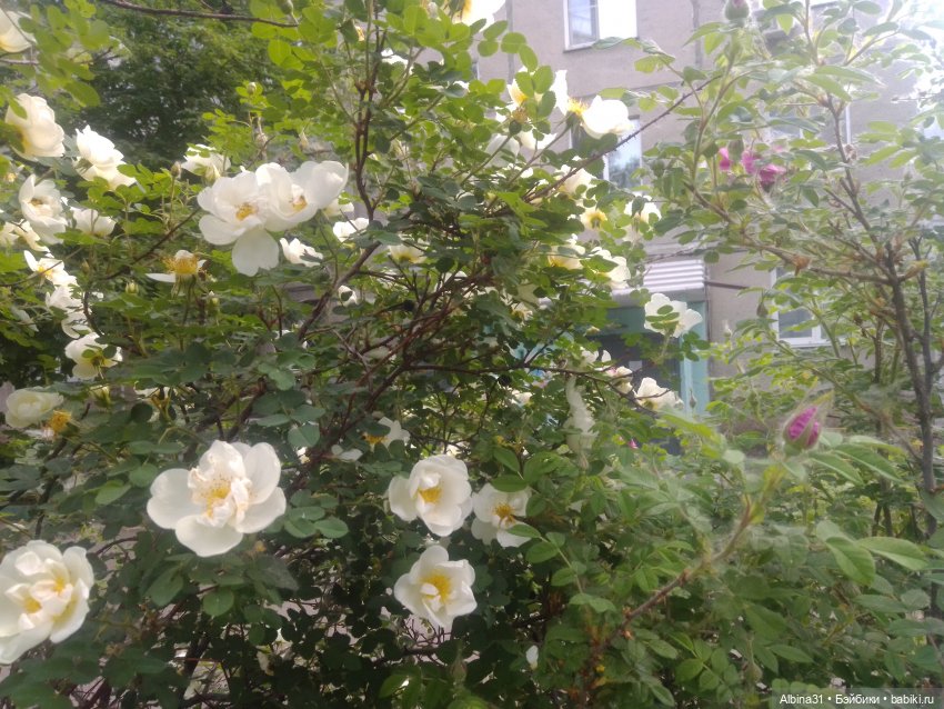 Городские зарисовки или... Немного сибирского лета