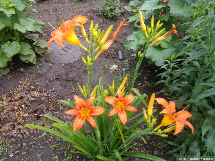 Городские зарисовки или... Немного сибирского лета