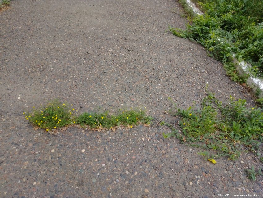 Цветы и ягодки... Лето 2024 год