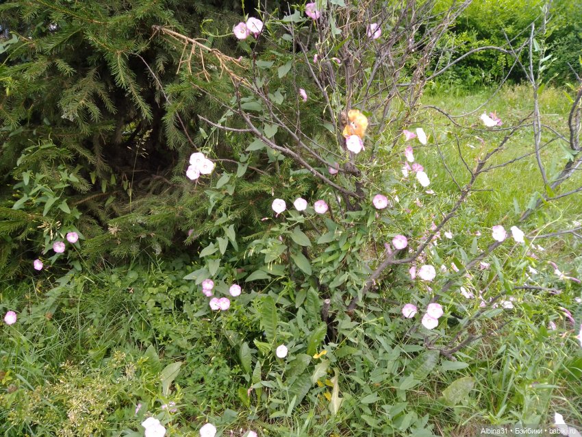 Цветы и ягодки... Лето 2024 год