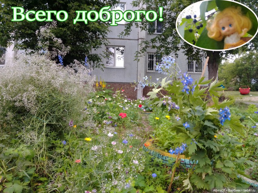 Цветы и ягодки... Лето 2024 год