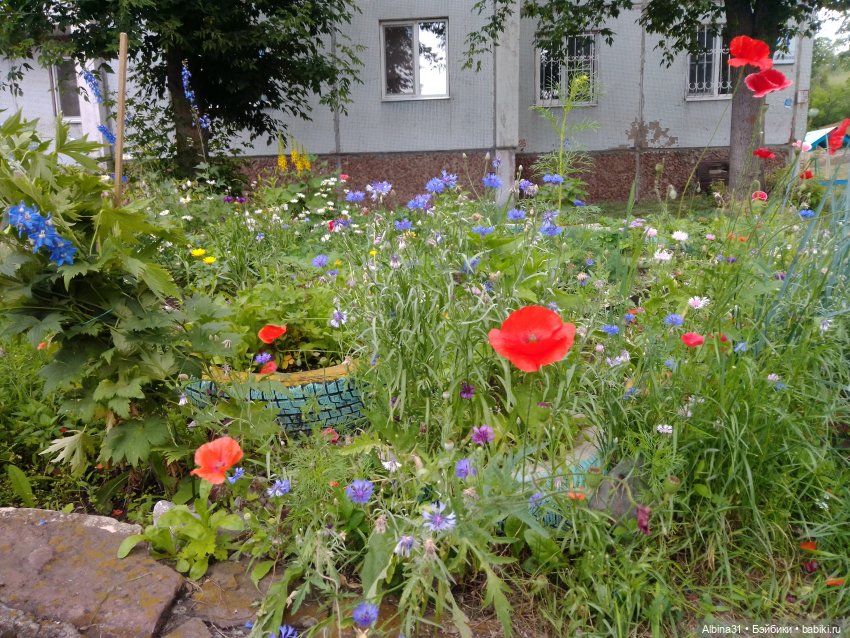 Цветы и ягодки... Лето 2024 год