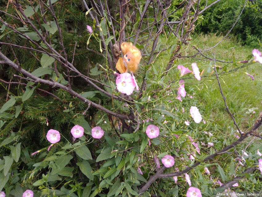 Цветы и ягодки... Лето 2024 год