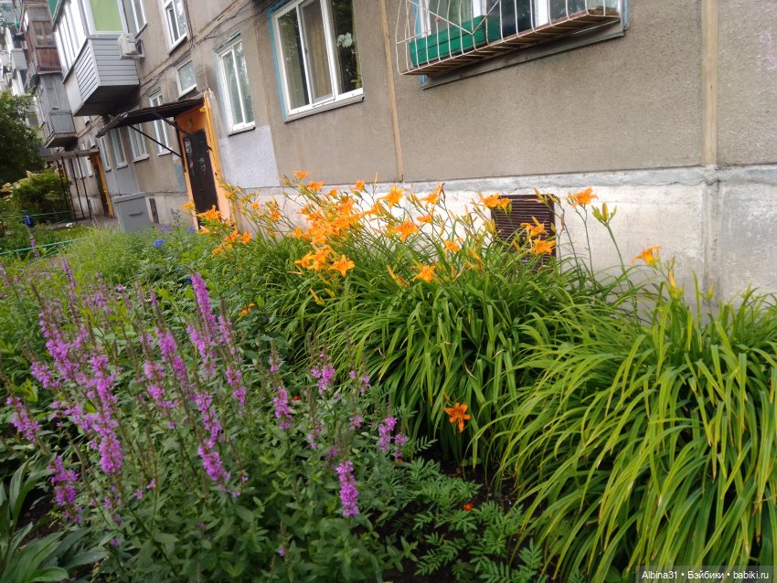 Цветы и ягодки... Лето 2024 год (фото 10)