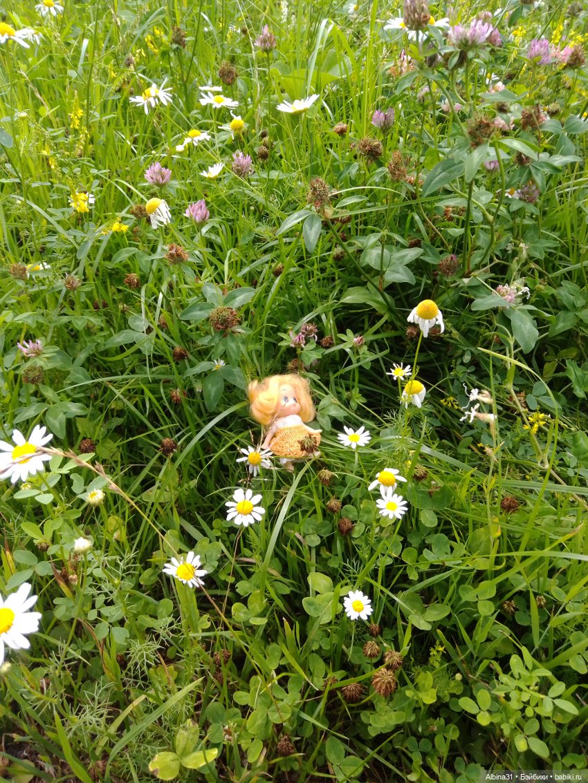 Цветы и ягодки... Лето 2024 год