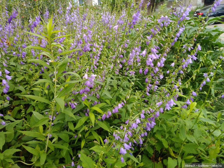 Цветы и ягодки... Лето 2024 год (фото 8)