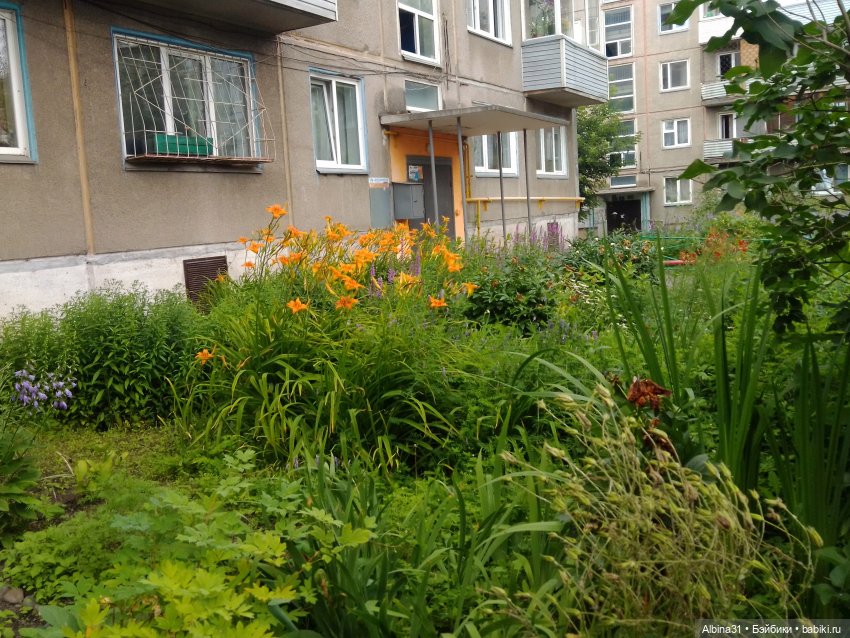 Цветы и ягодки... Лето 2024 год (фото 7)