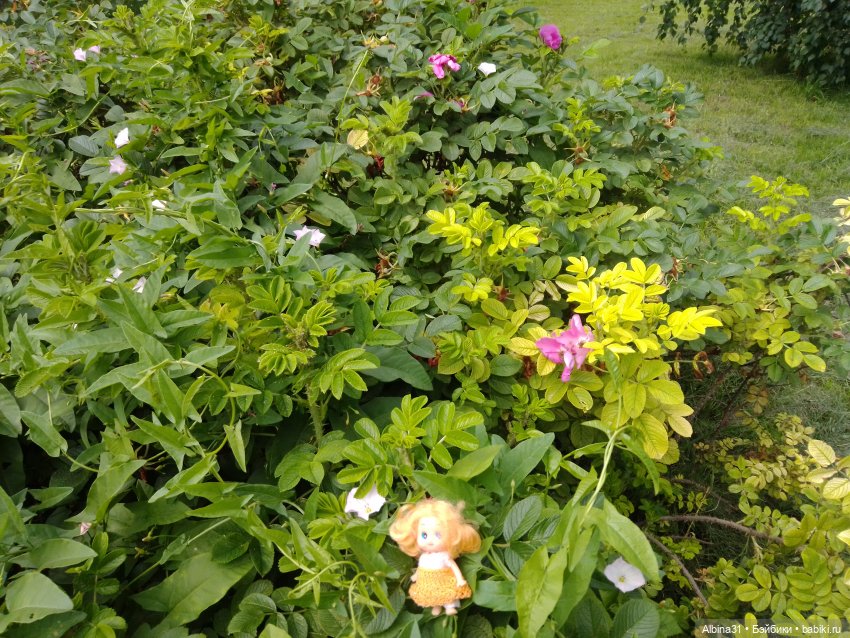 Цветы и ягодки... Лето 2024 год