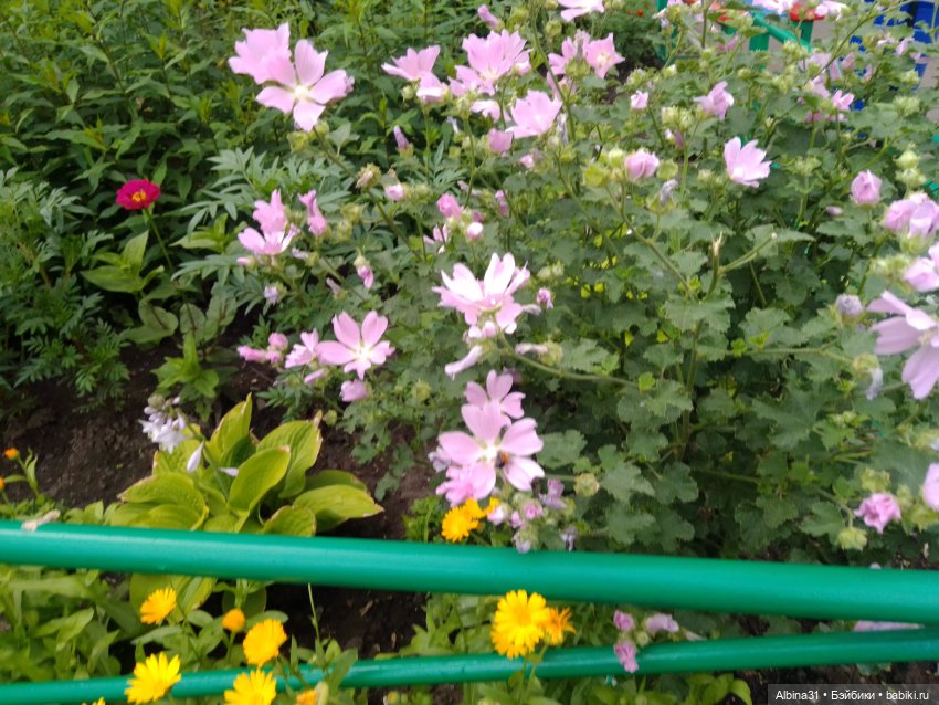 Цветы и ягодки... Лето 2024 год (фото 3)