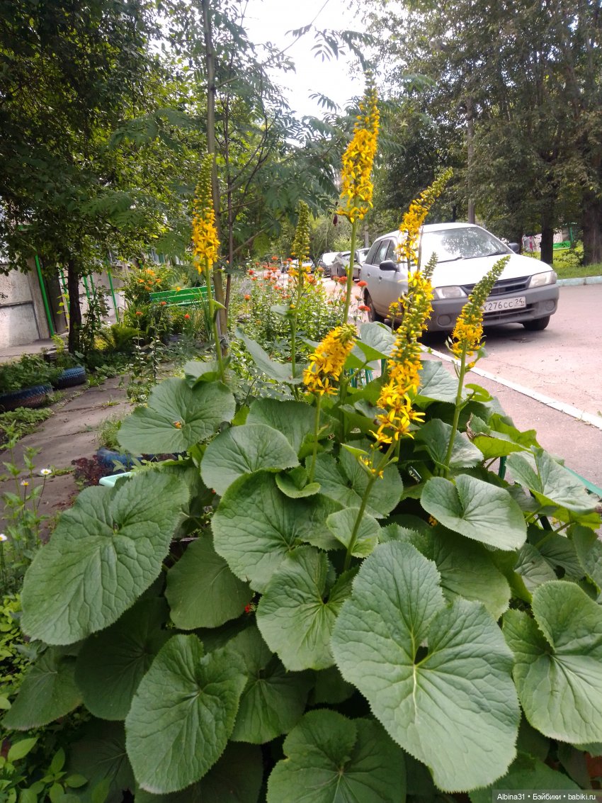 Цветы и ягодки... Лето 2024 год