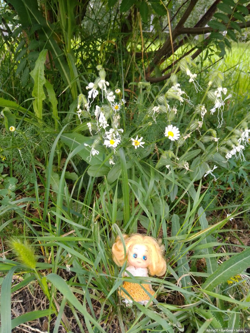 Цветы и ягодки... Лето 2024 год