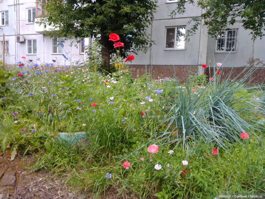 Цветы и ягодки... Лето 2024 год