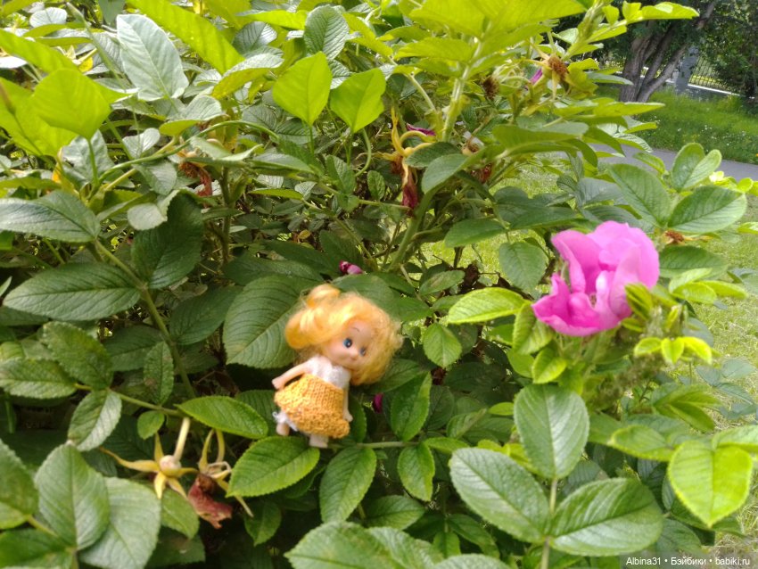 Цветы и ягодки... Лето 2024 год