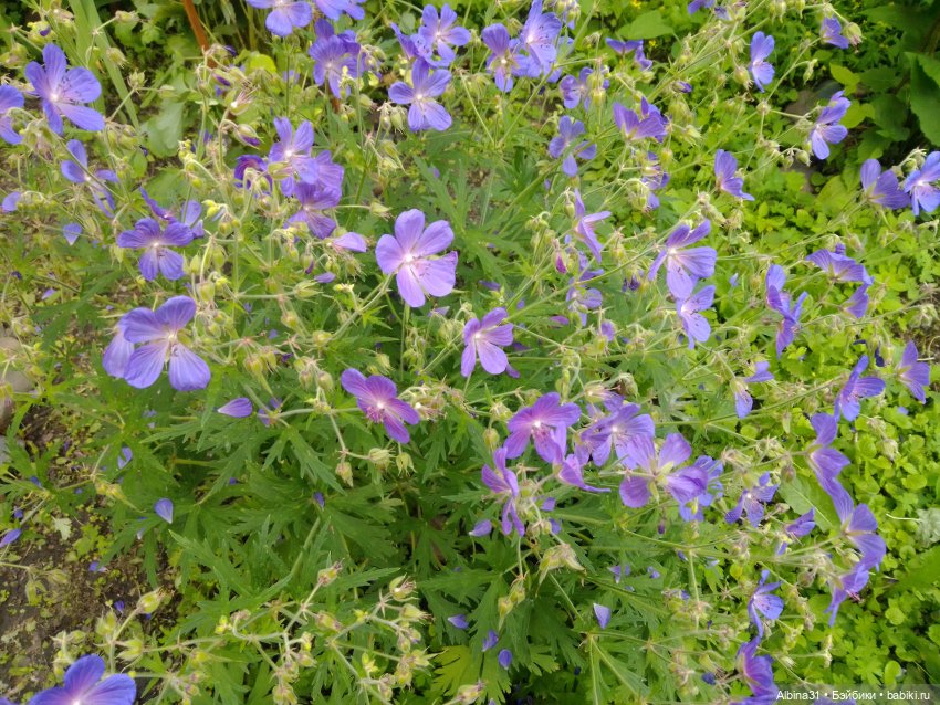 Цветы и ягодки... Лето 2024 год (фото 5)