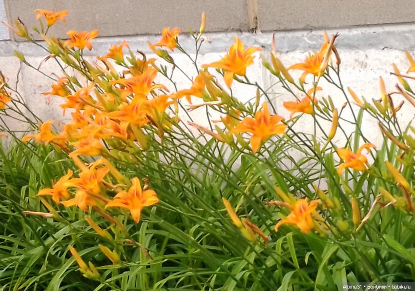 Цветы и ягодки... Лето 2024 год