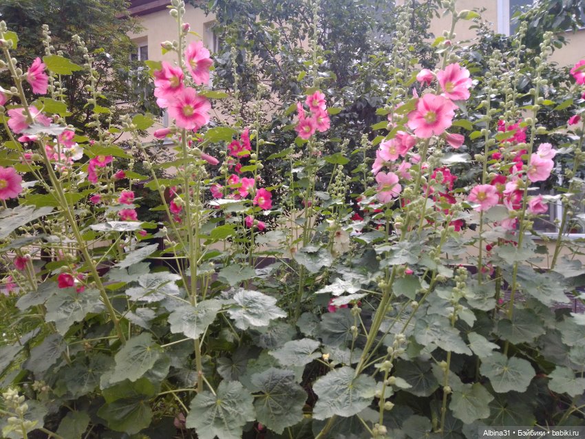 Цветы и ягодки... Лето 2024 год