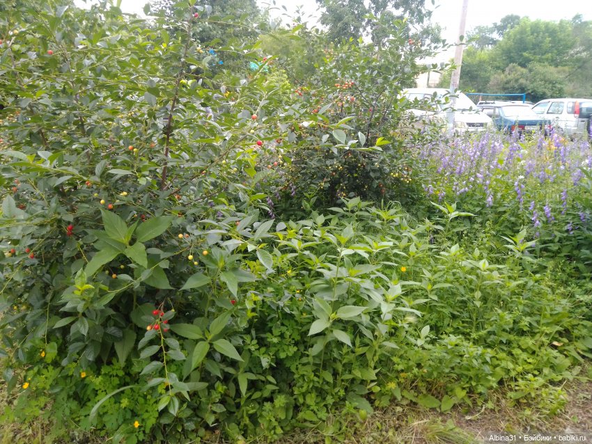 Цветы и ягодки... Лето 2024 год