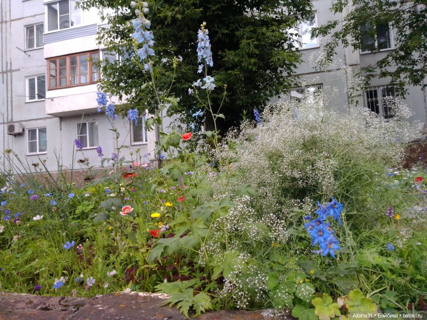 Цветы и ягодки... Лето 2024 год