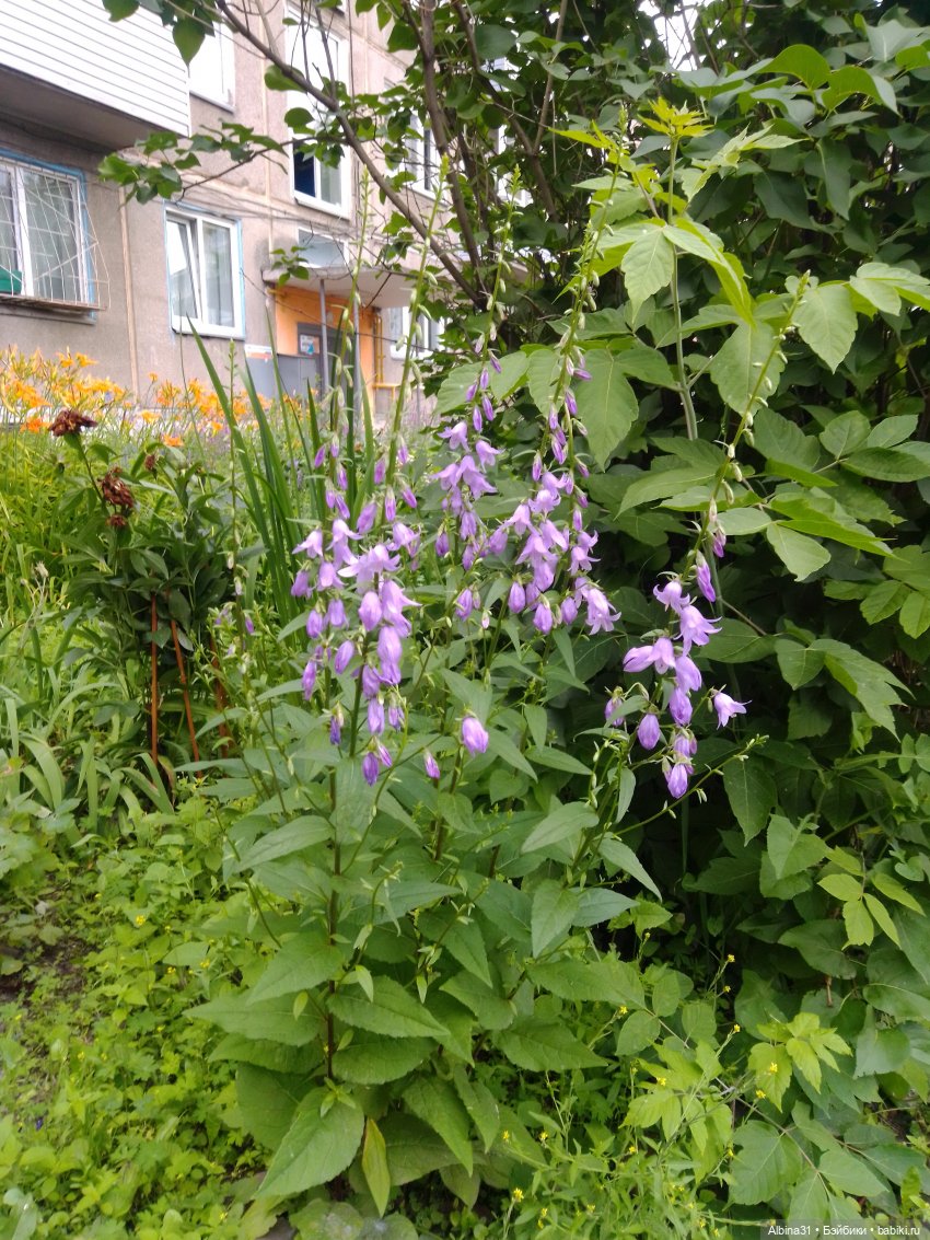 Цветы и ягодки... Лето 2024 год