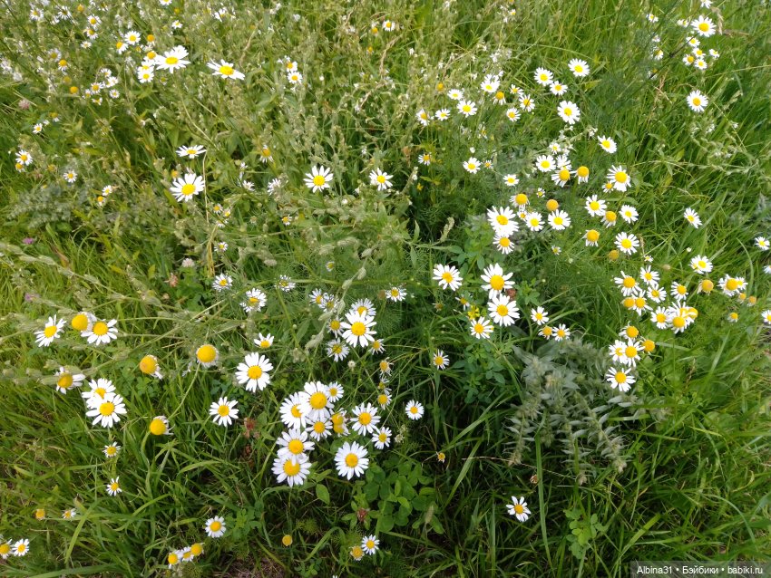 Цветы и ягодки... Лето 2024 год