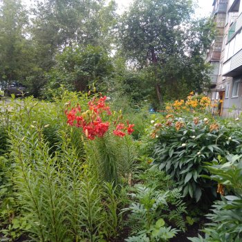 Цветы и ягодки... Лето 2024 год