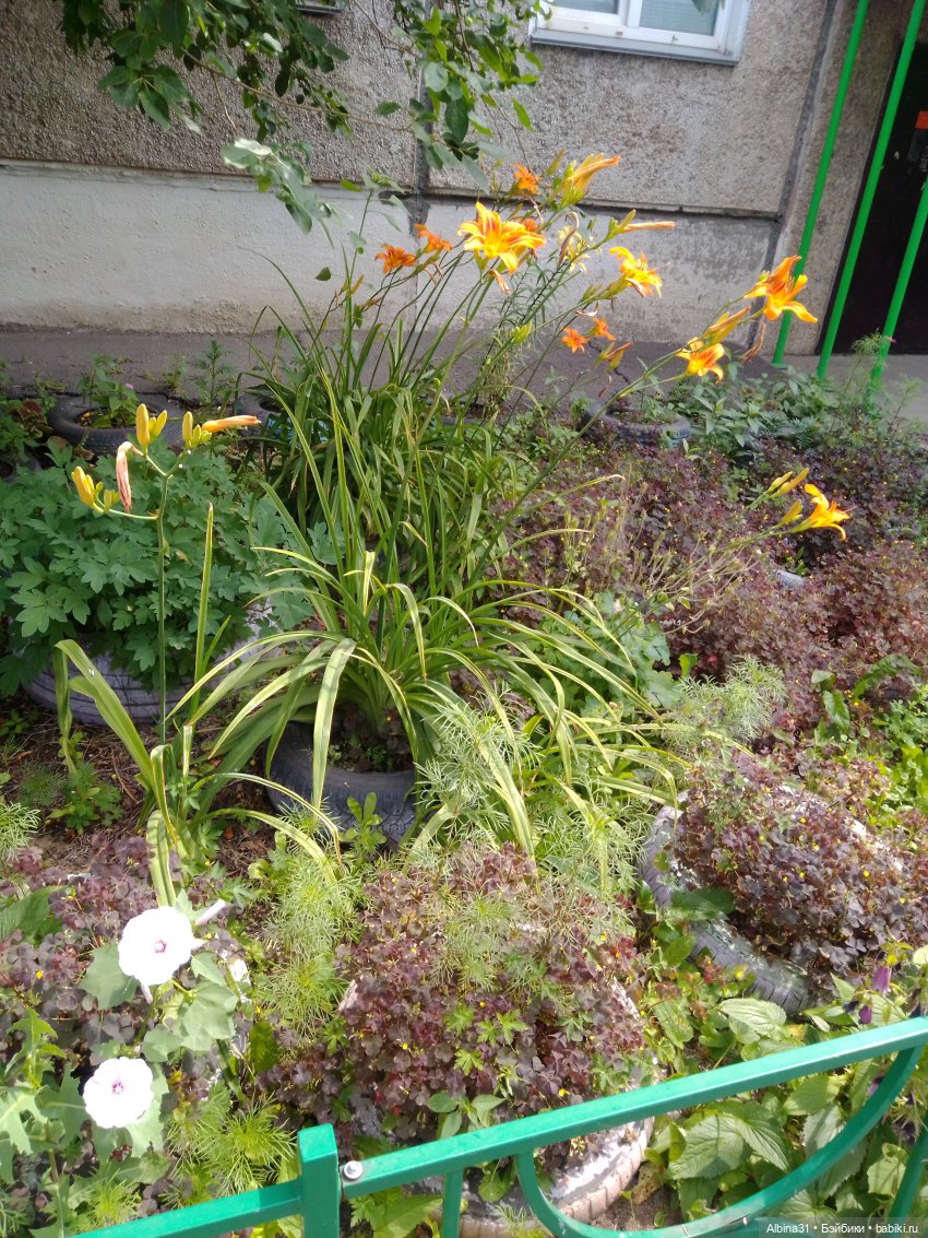 Как красивы цветы, мимо просто не пройти.... Лето 2024