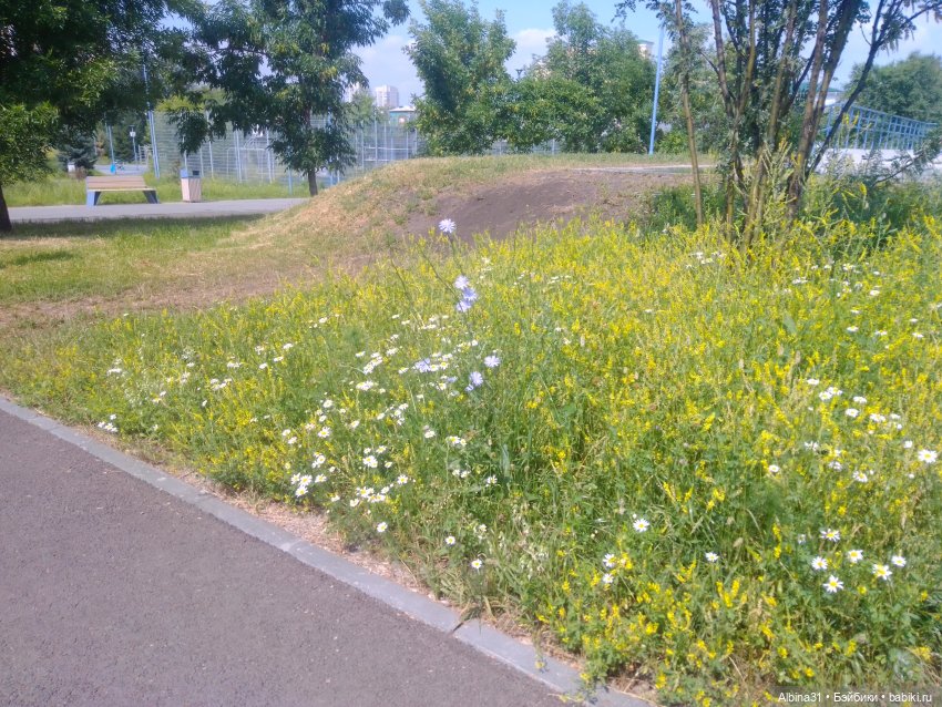 Городские зарисовки, парк Каменка 2024 (фото 8)
