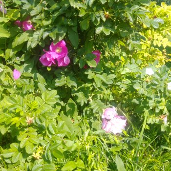 Как красивы цветы, мимо просто не пройти.... Лето 2024