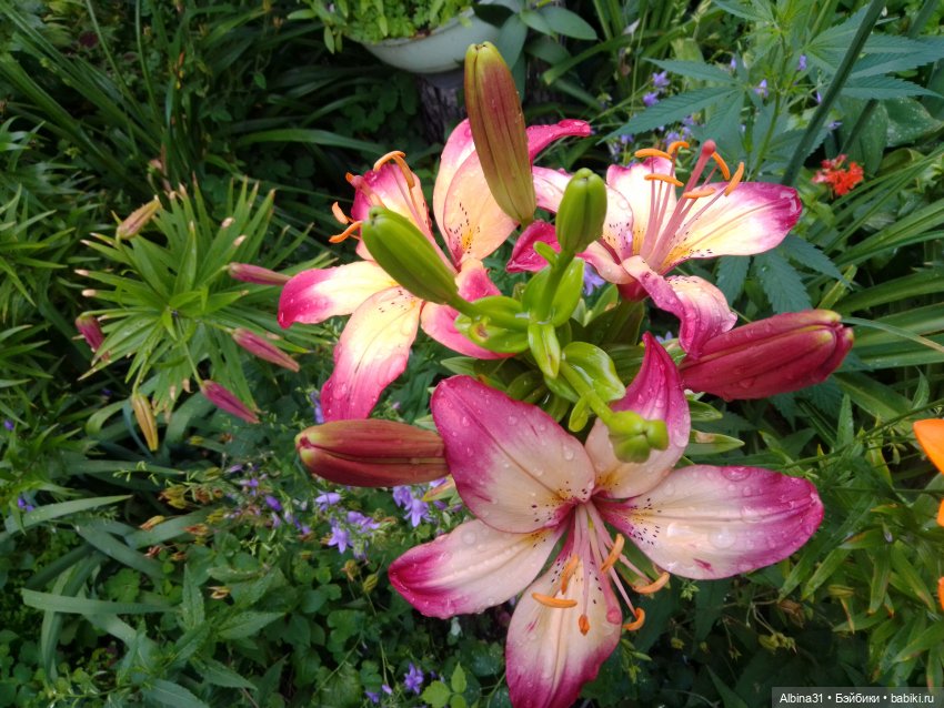 Как красивы цветы, мимо просто не пройти.... Лето 2024