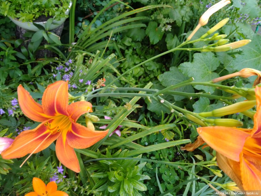 Как красивы цветы, мимо просто не пройти.... Лето 2024