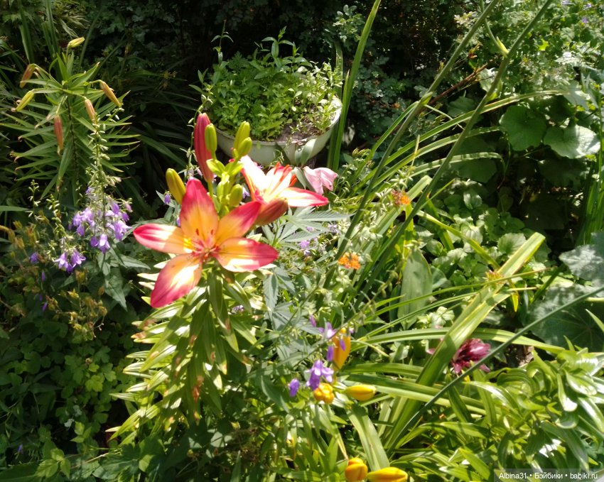 Как красивы цветы, мимо просто не пройти.... Лето 2024