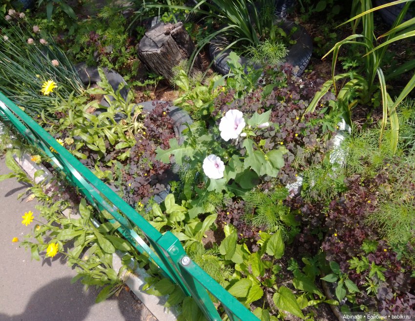 Как красивы цветы, мимо просто не пройти.... Лето 2024