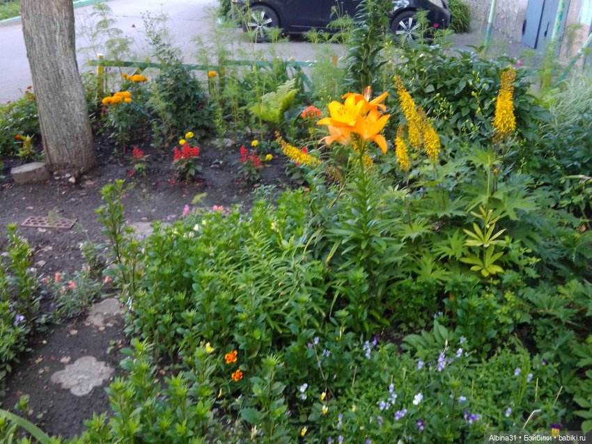 Как красивы цветы, мимо просто не пройти.... Лето 2024