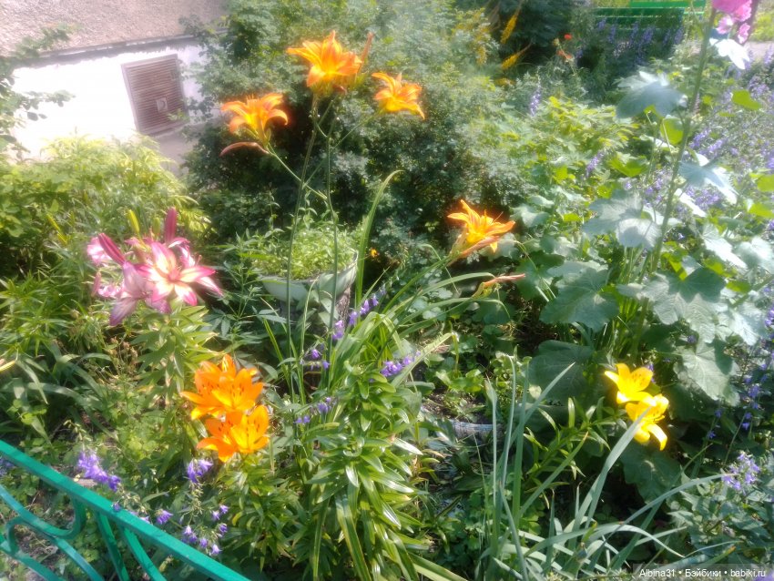 Как красивы цветы, мимо просто не пройти.... Лето 2024