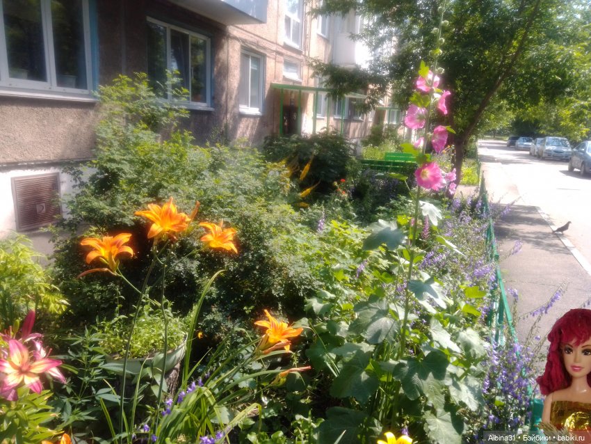 Как красивы цветы, мимо просто не пройти.... Лето 2024