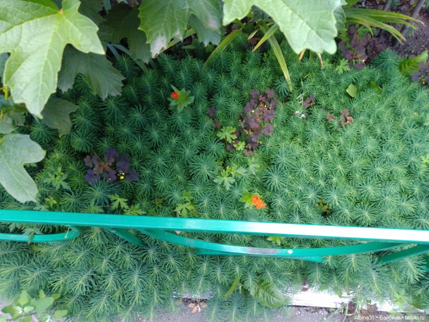 Как красивы цветы, мимо просто не пройти.... Лето 2024