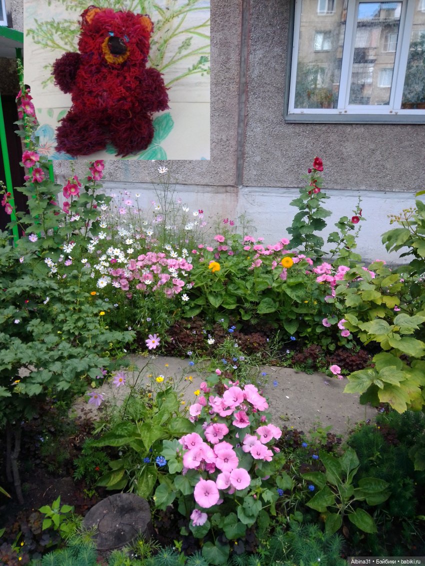 Как красивы цветы, мимо просто не пройти.... Лето 2024